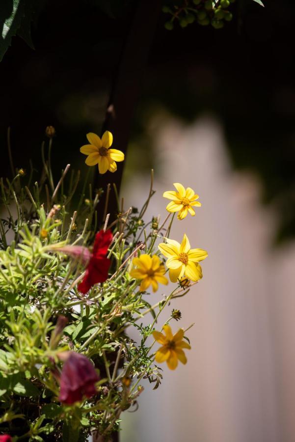 Bed and breakfast La Beytina - B&b&apartment Pennautier